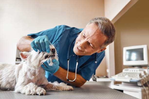 Best Dentist for Dental Trauma  in Belfair, WA